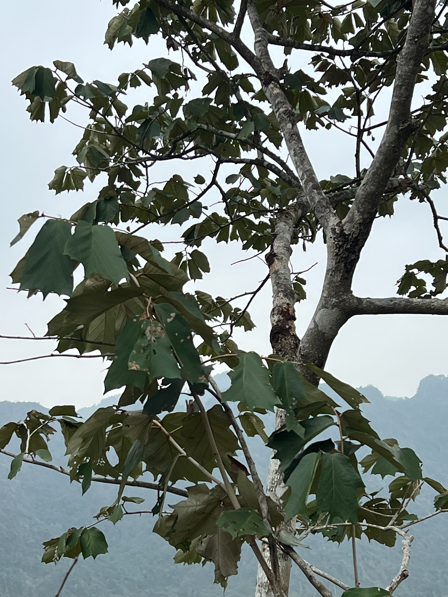 Jie Lie Chi Zi Shu (Pterospermum truncatolobatum)