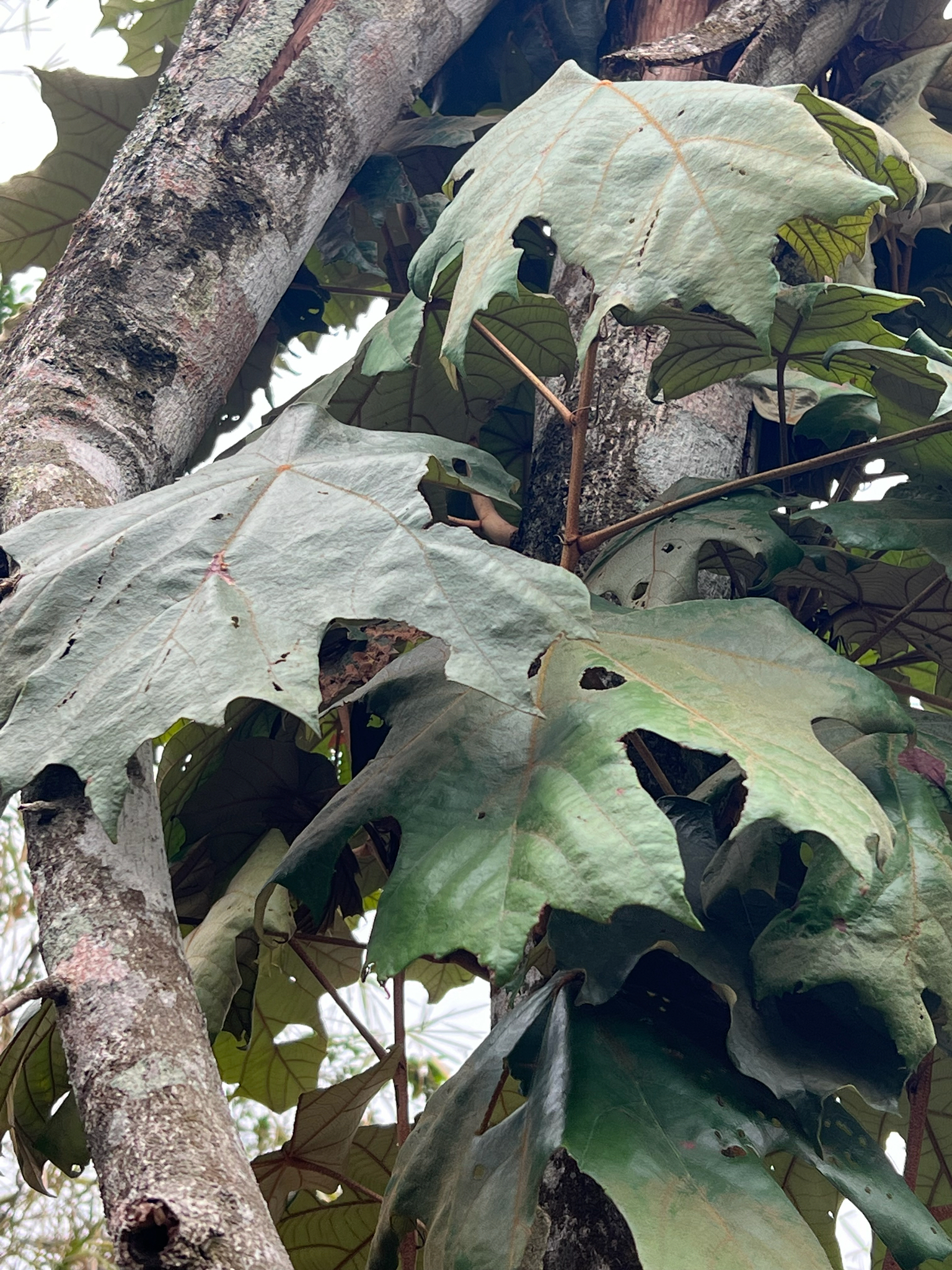 Jie Lie Chi Zi Shu — ảnh 2