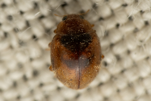 Nebulous Lady Beetle