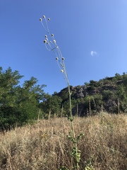 Cephalaria ambrosioides