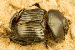 Phanaeus triangularis triangularis
