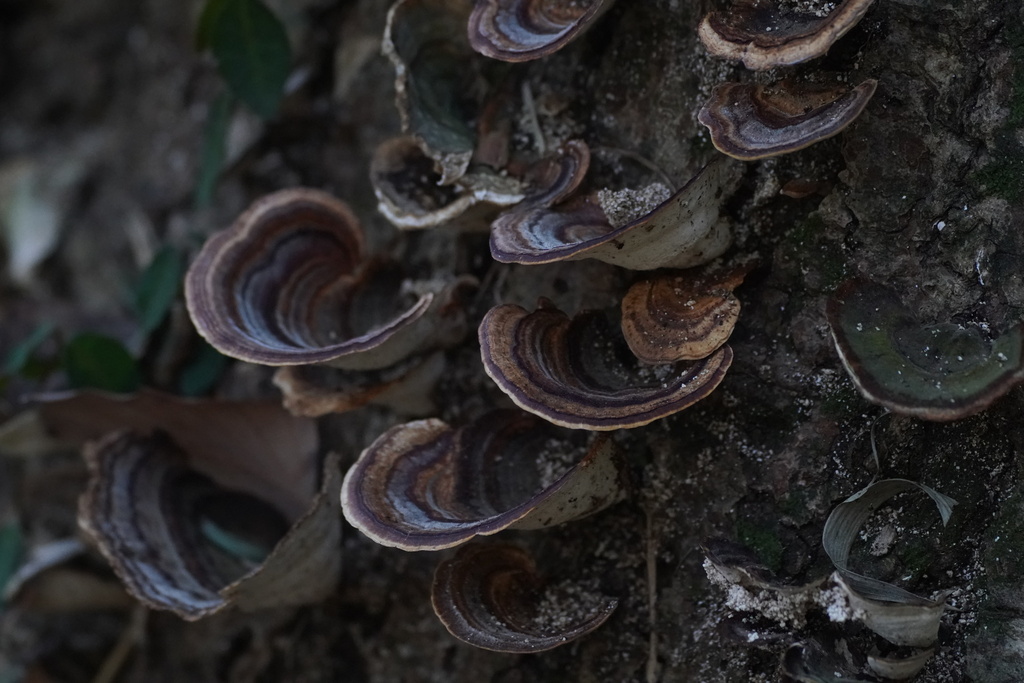 Microporus affinis · February 2025 · photo: © tbc_watanabe (iNaturalist, cc-by)