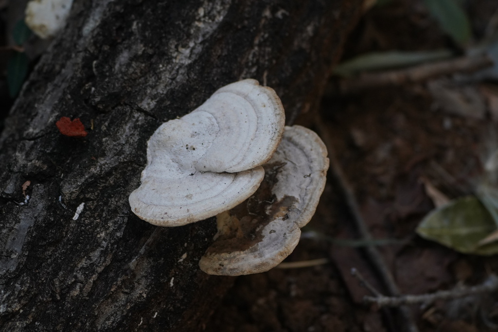 Trametes orientalis · February 2025 · photo: © tbc_watanabe (iNaturalist, cc-by)