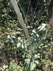 Cephalaria ambrosioides