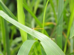 Ceriagrion