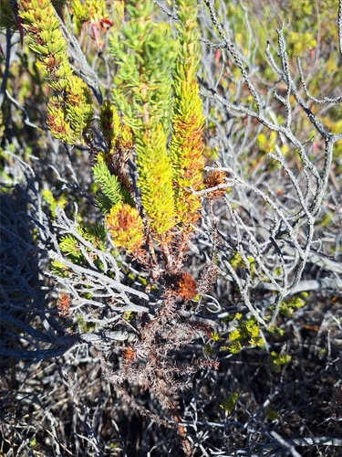 Image of Anthospermum aethiopicum by (c) Adele SL, some rights reserved (CC BY)