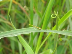 Ceriagrion