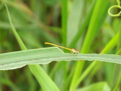 Ceriagrion