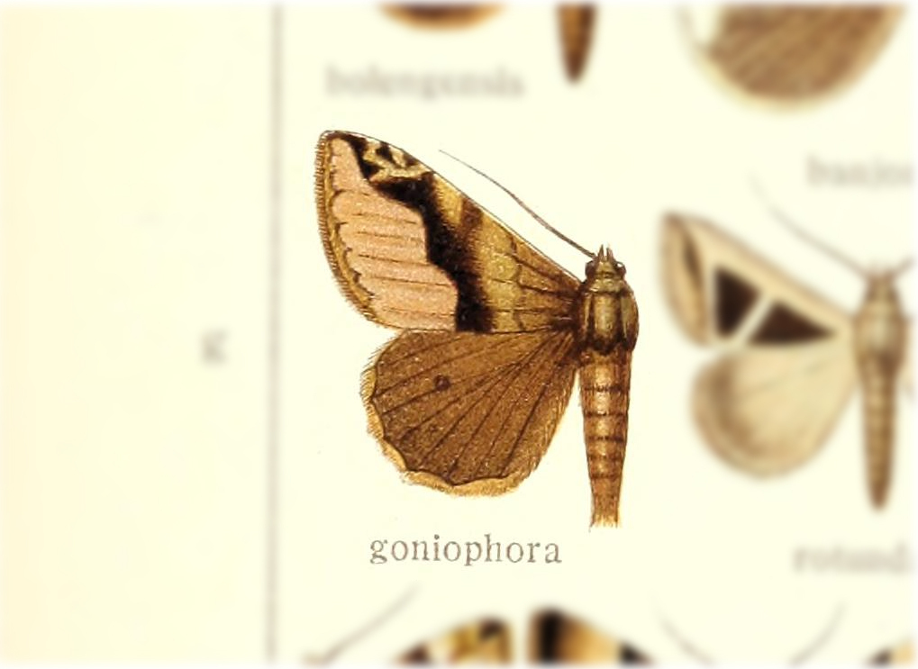 Dysgonia goniophora
