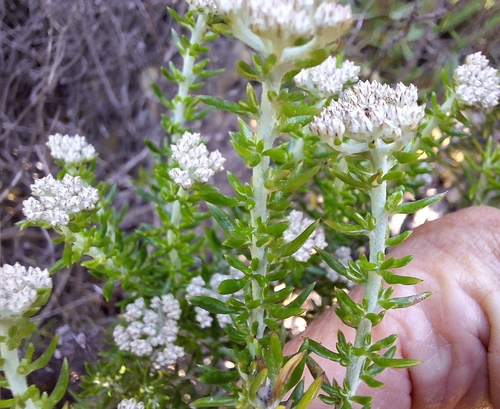 River Blombush (Metalasia riparia)