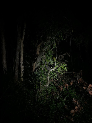 Coastal Carpet Python sighting