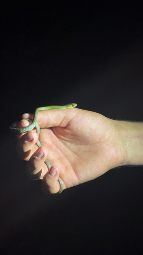 Common Tree Snake sighting