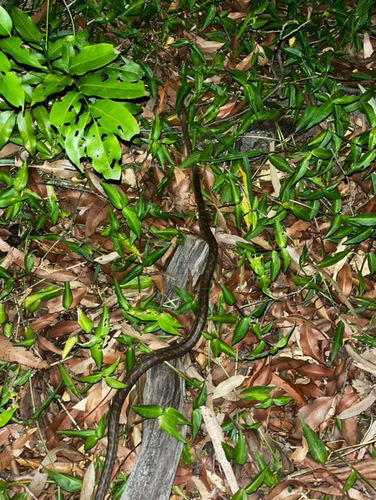 Coastal Carpet Python sighting