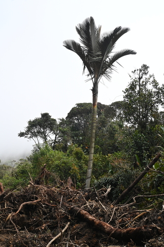 Ceroxylon parvifrons, photograph 5
