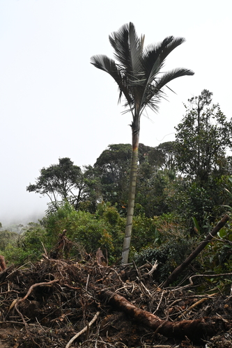 Ceroxylon parvifrons, photograph 6