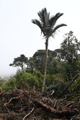 Ceroxylon parvifrons, photograph (c) Samuel Peláez Vélez, some rights reserved (CC BY)