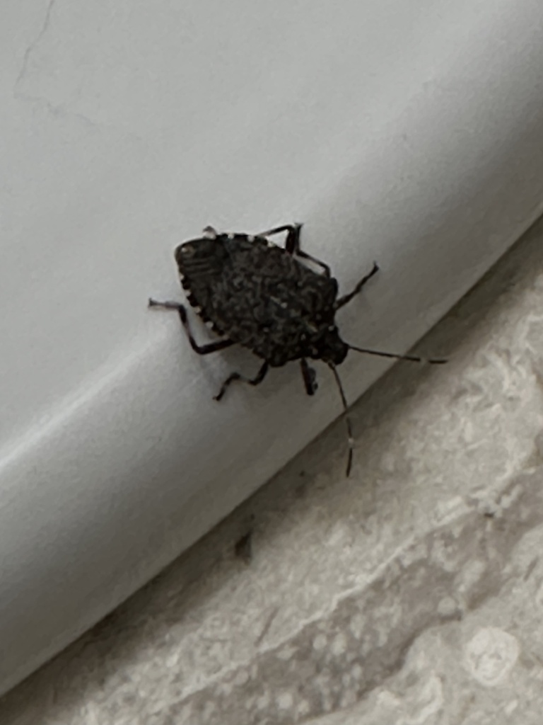 Brown Marmorated Stink Bug from Saville Cres, North Vancouver, BC, CA ...