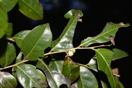 Cheese Tree | Native Nature