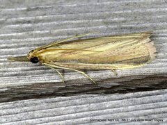 Peoria gematella