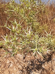 Eryngium glomeratum