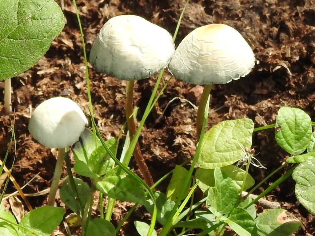 Panaeolus cyanescens · February 2025 · photo: © cecilia_fer_diaz (iNaturalist, cc-by)