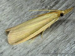 Peoria gematella