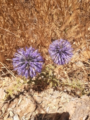 Echinops adenocaulos