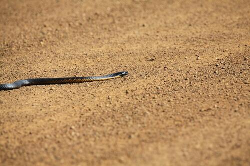 Western Tiger Snake sighting