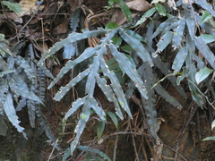 Blechnum patersonii