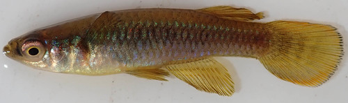 Johnston's topminnow (Micropanchax johnstoni) — Poeciliidae