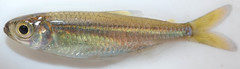 Characiformes
