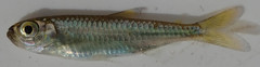 Characiformes
