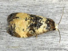 Phalonidia memoranda