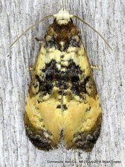 Phalonidia memoranda