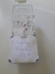 Camponotus barbaricus