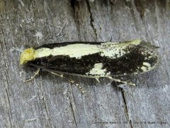 Monopis dorsistrigella