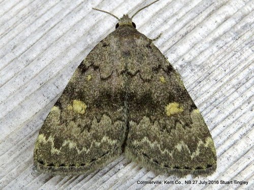 Common Idia Moth, photo 4 of 8