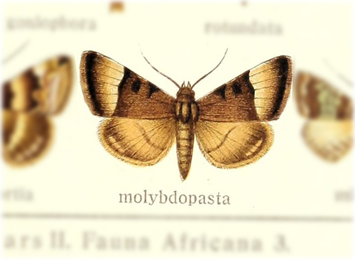Plecopterodes molybdopasta