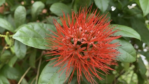 Combretum constrictum, photograph 4