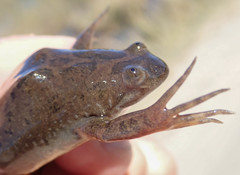 Xenopus muelleri