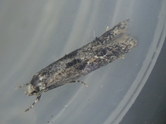 Blastodacna hellerella