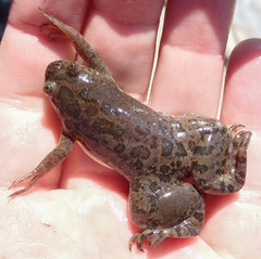Xenopus muelleri