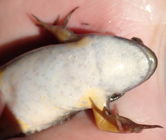 Xenopus muelleri