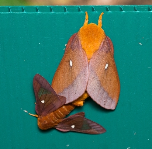 Southern Pink-striped Oakworm Moth