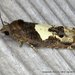 Bidens Borer Moth - Photo (c) Stuart Tingley, some rights reserved (CC BY-NC), uploaded by Stuart Tingley