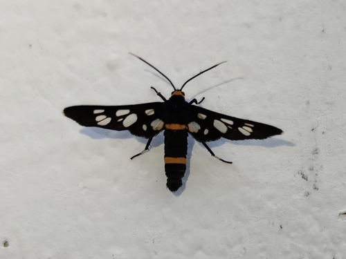 Seven-spotted Handmaiden Moth