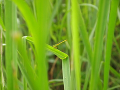 Ceriagrion