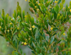 Acacia melleodora