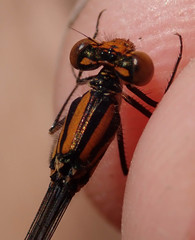 Pseudagrion rufostigma