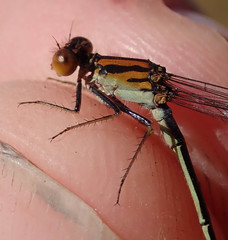 Pseudagrion rufostigma